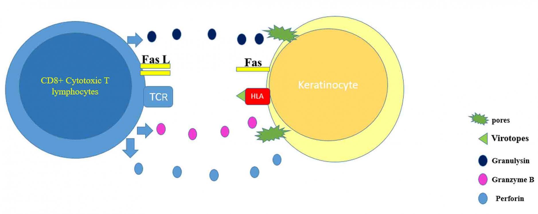 Graph depicting the pathogenesis behind virotopes antigen in the COVID-19 vaccine.
